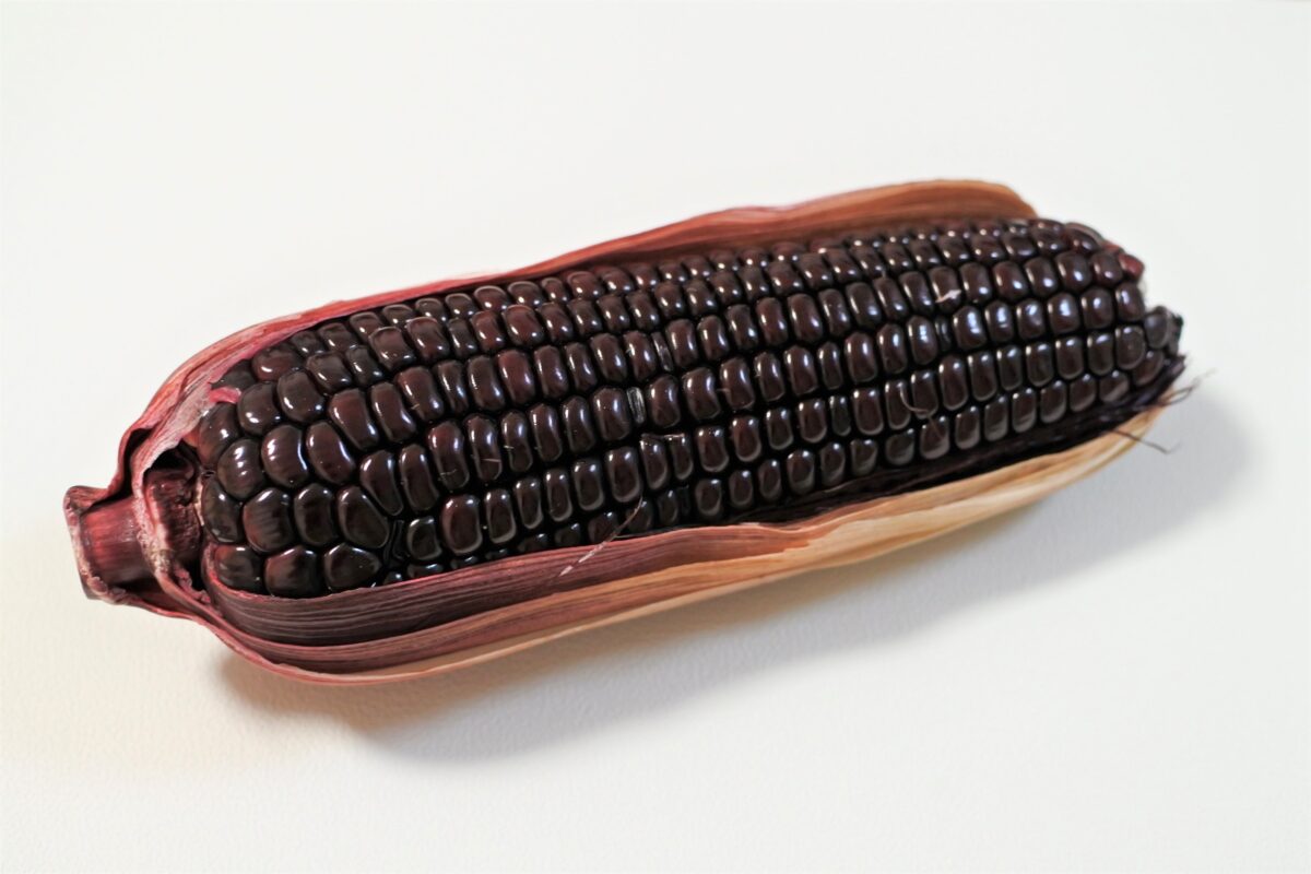 野菜レシピ】もちっと新食感！もちもち太郎とは？紫とうもろこしの秘密 